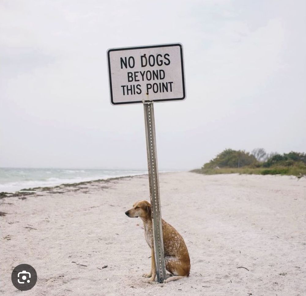 Picture of a gorgeous, mottled, orange and white dog, of a greyhound size, sitting just on the other side of a rude instruction…”No Dogs Beyond This Point.”
