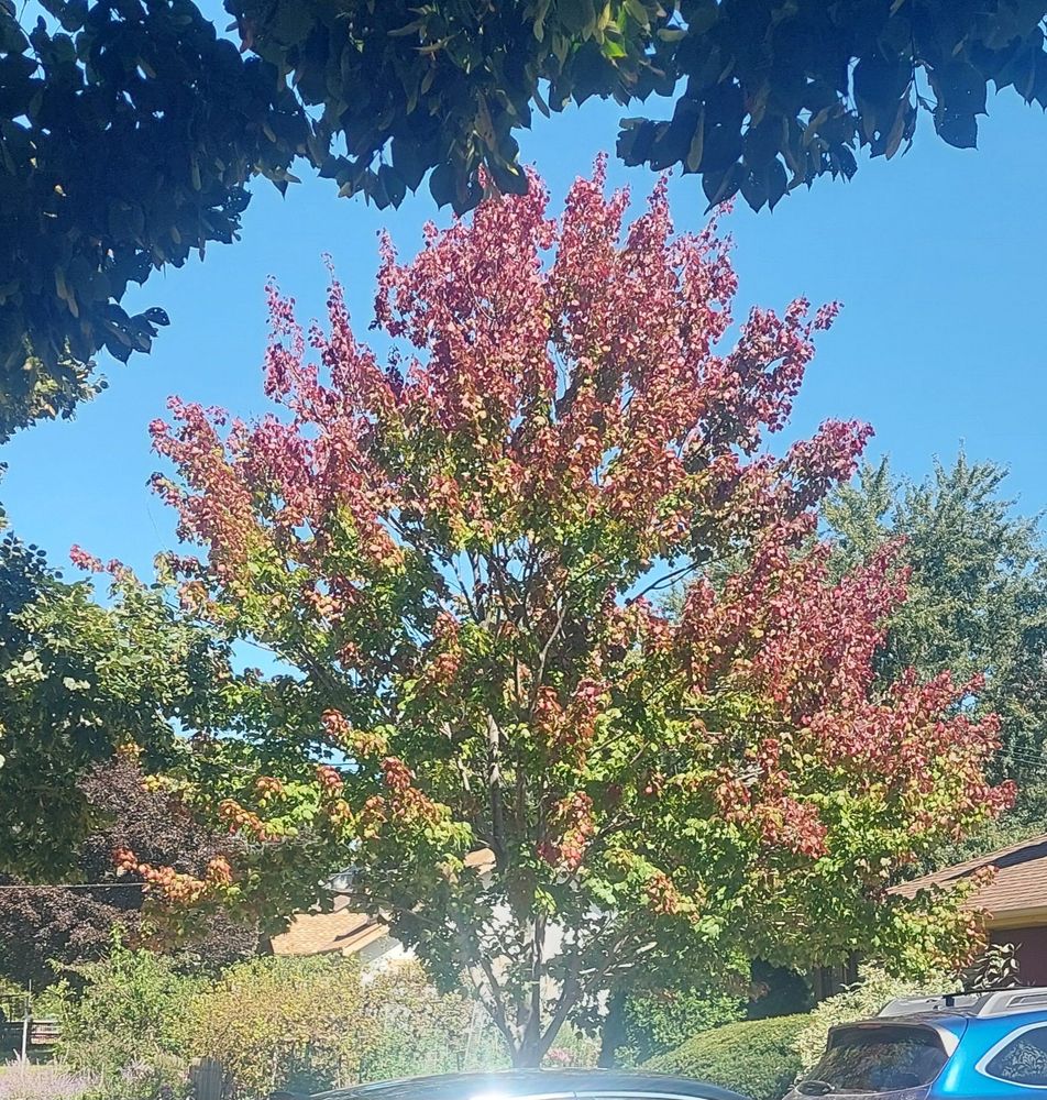 Maple tree with lots of leaves that have turned red toward the top of the tree. The tree is against a clear blue sky.