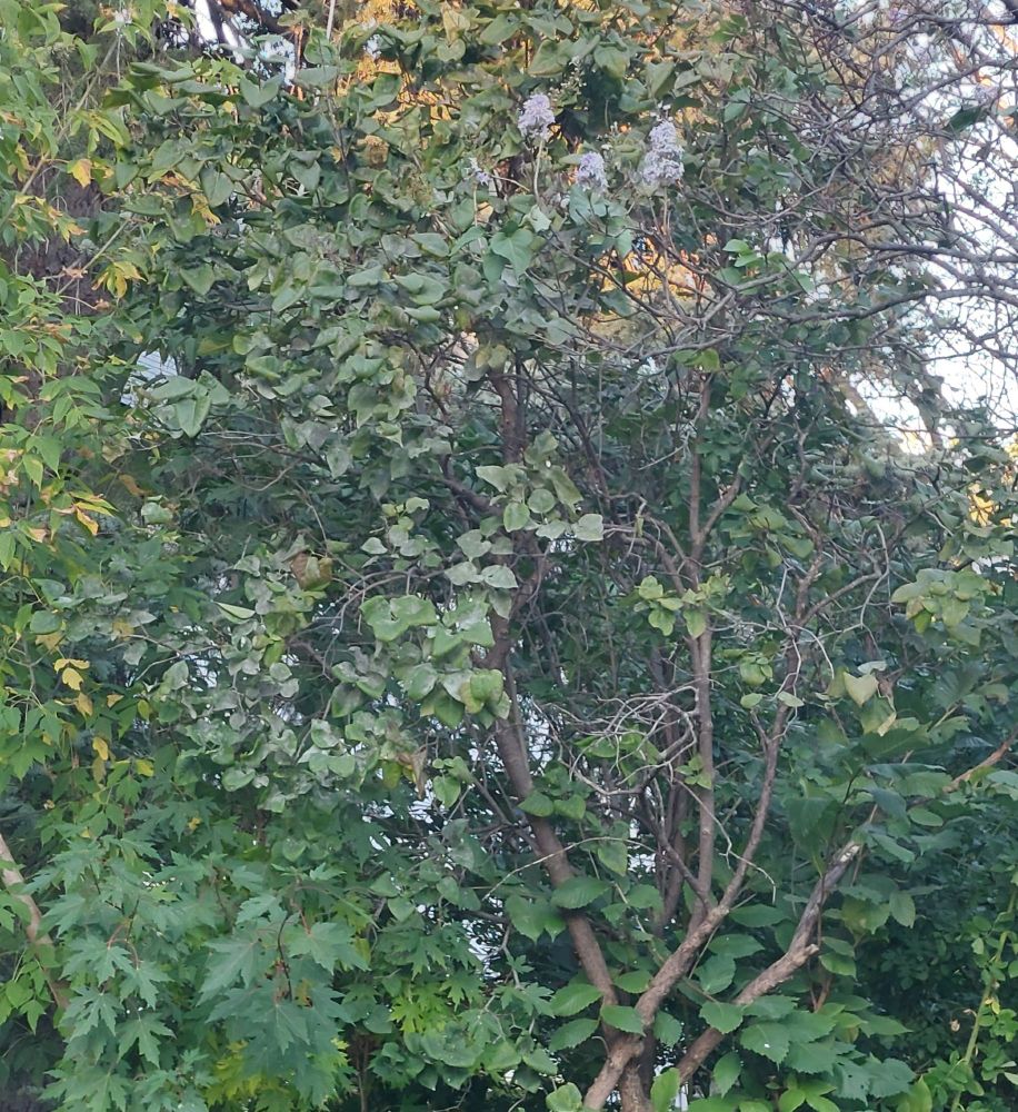 Lilac bushes with several blooms near the top in front of a tree starting to turn yellow for fall