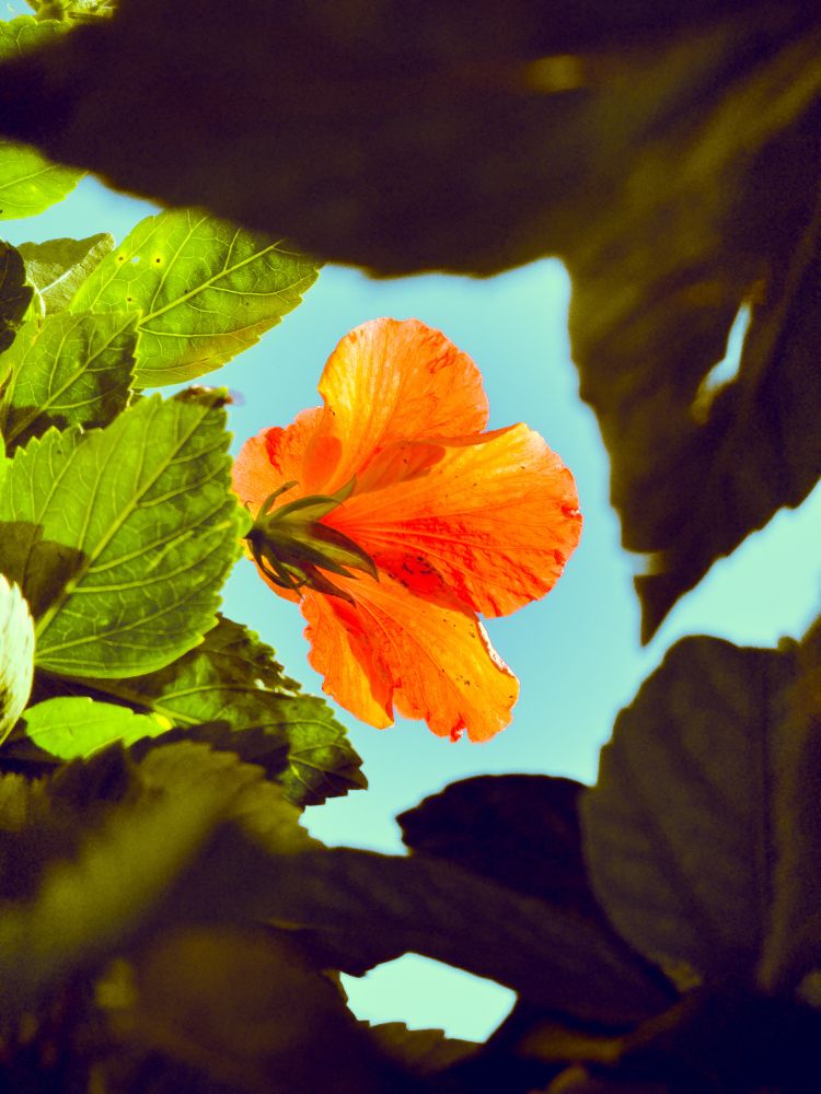 an orange flower framed by leaves, set against  a seafoam sky