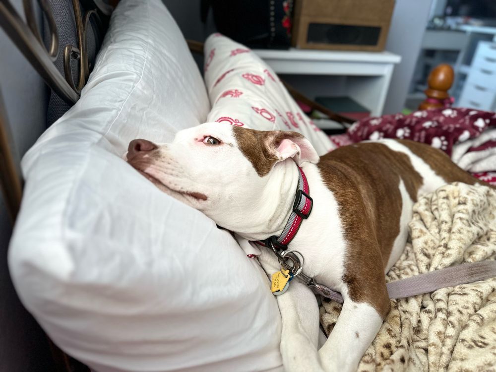 White and brindle dog with a gray and pink, striped collar laying on a white pillow with a pink and white pillow behind her covered with a cream leopard print blanket. Light purple leash attached to her collar.