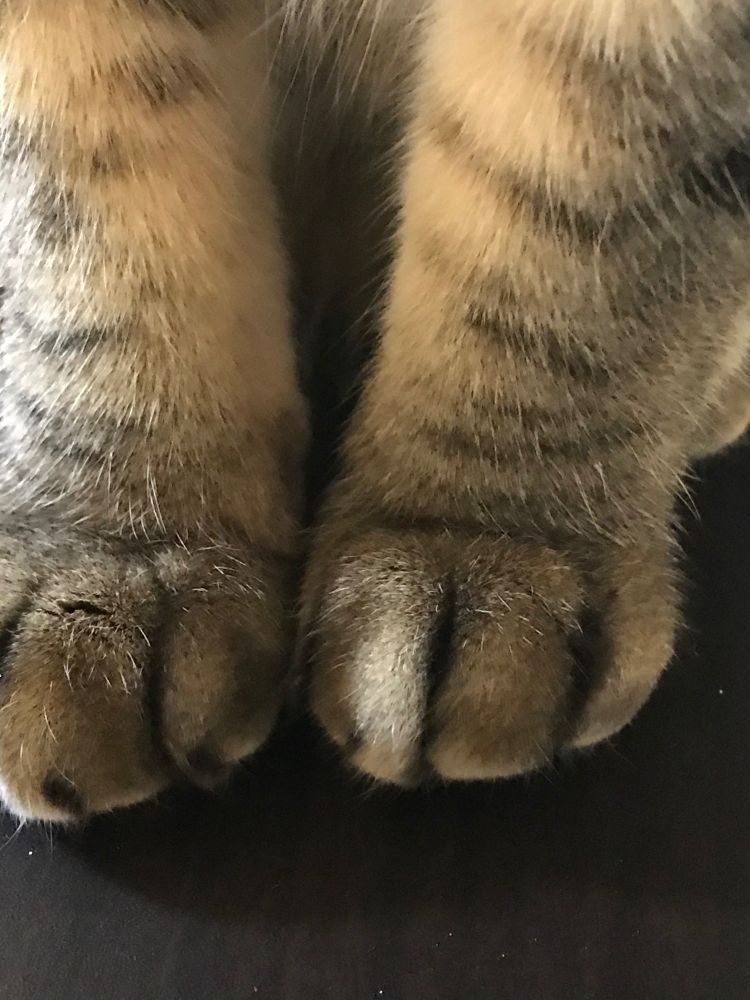 くりーむぱん