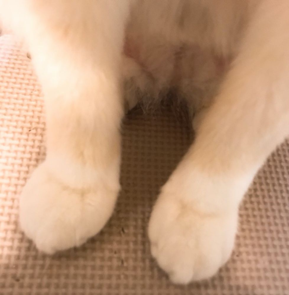 くりーむぱん！