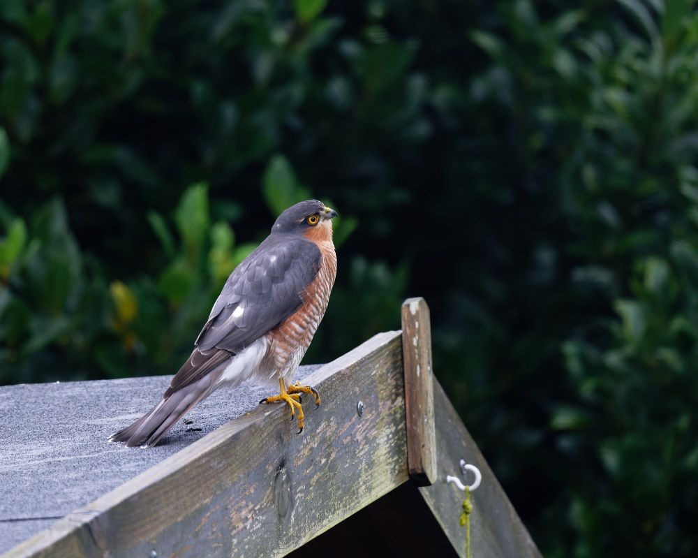 Sparrowhawk 