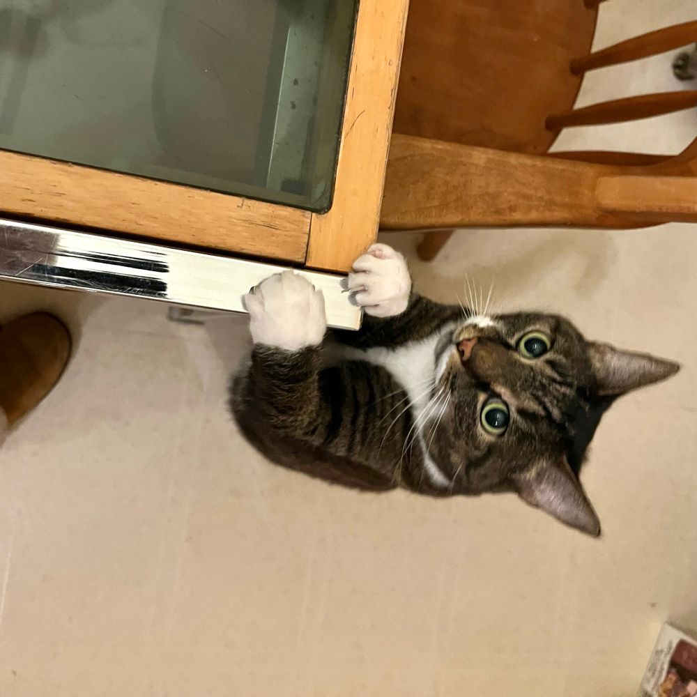 Mitouche, a tabby cat with white paws, chest and chin, has her paws up on the corner of the kitchen table, willing Nonna to hurry up and give her her breakfast 