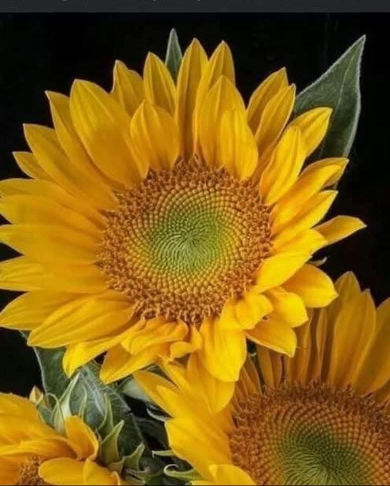 Comment image
