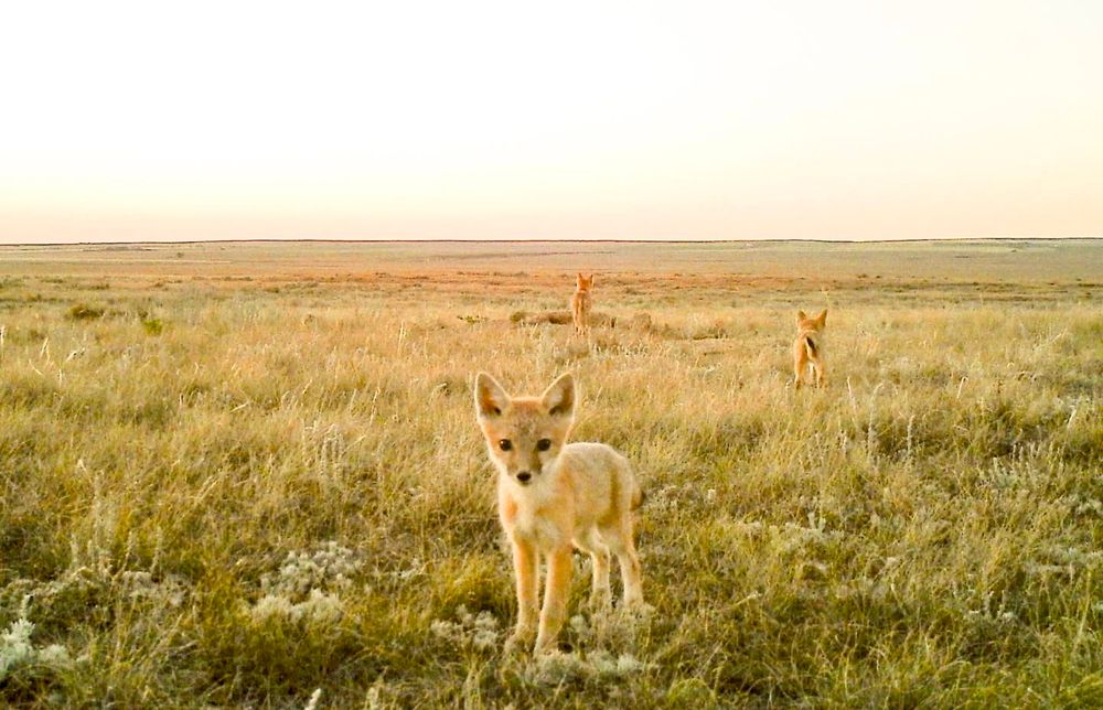 Photograph of Swift Foxes foraging around. their den, on the prairie grasslands. 