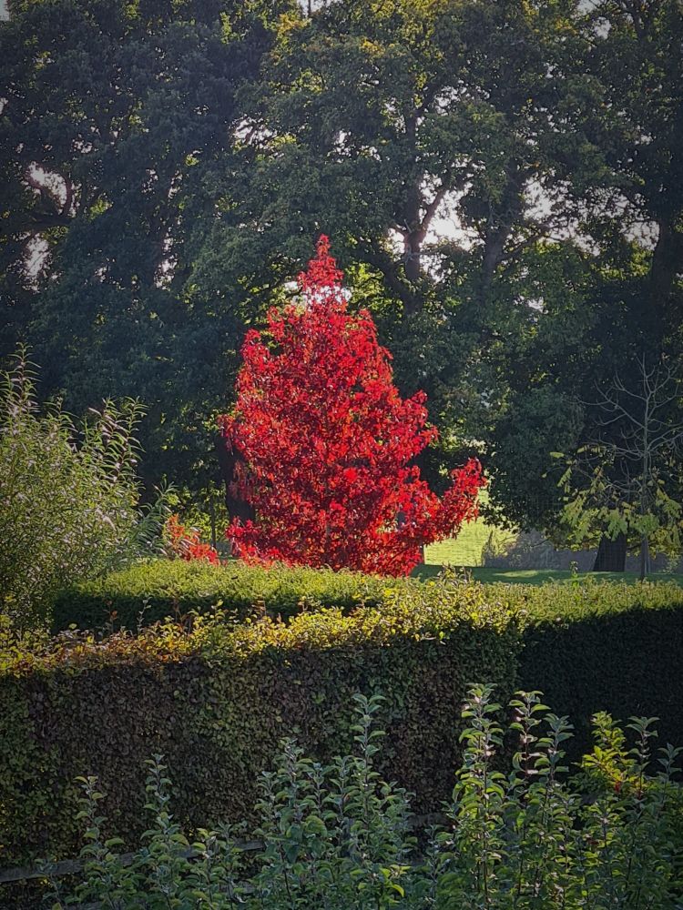 A portrait mode telephoto photograph of a dark red liquidambar tree caught in sunlight, surrounded by a variety of tree and hedge shapes in a variety of textures and much darker greens.
The dark surrounding emphasises the red leaves of the liquidambar tree. 
