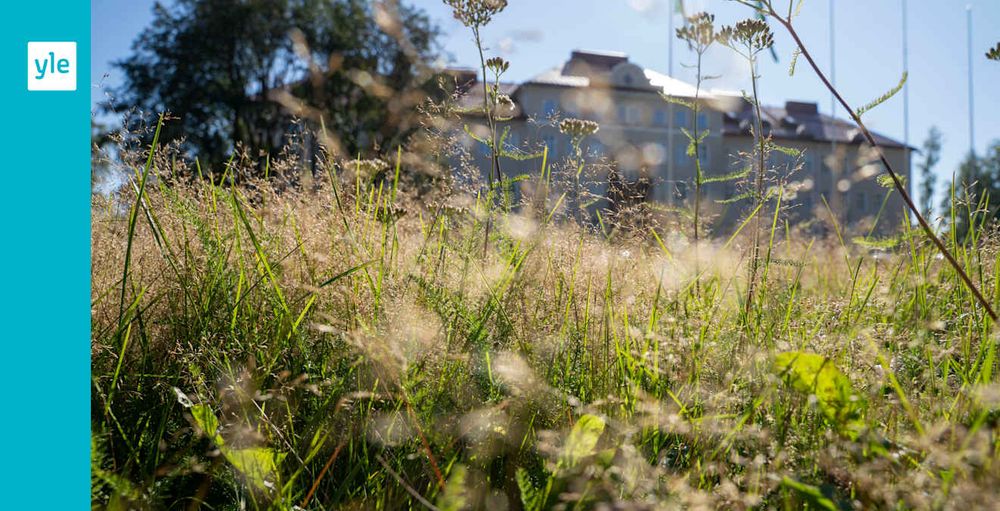 Gräset får frodas i Raseborg – nästan en tredjedel av stadens gräsområden lämnades i fred i sommar