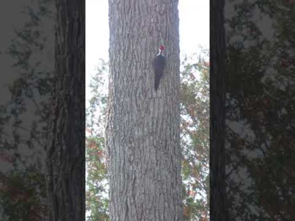 Pileated Woodpecker #h2g2 #birds