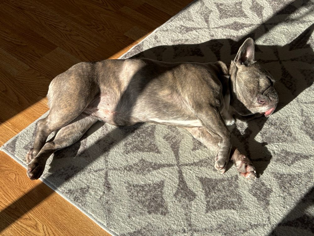 Lily, the French Bulldog, is completely nonplussed at her new celebrity status. 