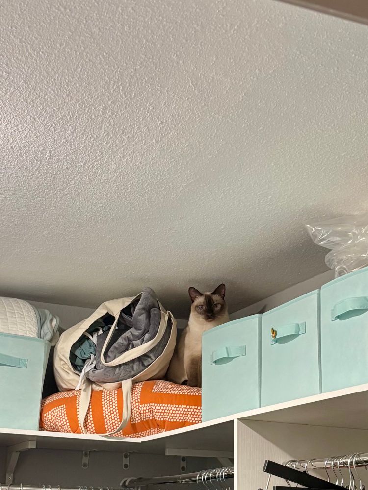 A Siamese-looking cat with cream body, brown face/ears, and blue eyes looks down from the top shelf in a clothes closet. He’s surrounded by blue fabric bins and is sitting on an orange and white comforter.