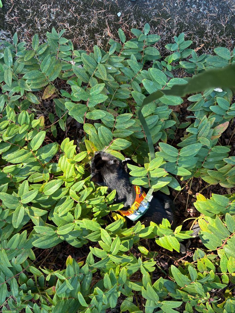 A small black cat is nestled into a big bunch of St. John’s Wort that is all leaves and no flowers. His head and green and orange harness are visible. He is probably imagining himself as the king of the jungle. 