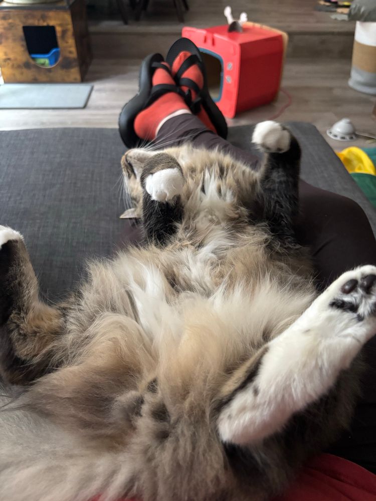 Sploot, a super fluffy grey, tan, and cream tabby is laying on his back in my lap. My legs are outstretched and Sploot is stretched long with his butt in my lap and head on my calves. His exposed belly is tan and cream, very soft and fluffy. His back feet are facing the camera, showing off his black toe beans. His front, paws are curled. His head is lolling off my legs because he’s so relaxed. You can just see the start of his very fluffy tail at the bottom of the photo.