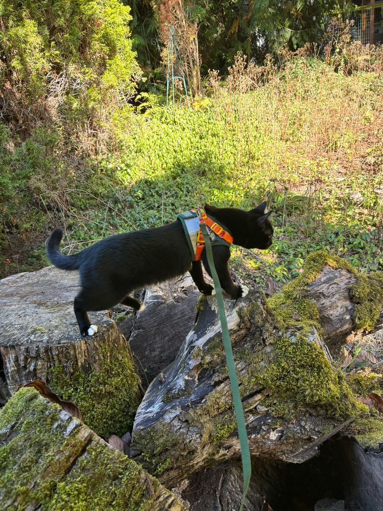 A small, black cat with white toes is wearing a green and orange harness with a green leash. He’s perched on a moss-covered tree stump and looking out over an overgrown spot of Pacific Northwest yard. Lots of green things and trees surrounding it. 