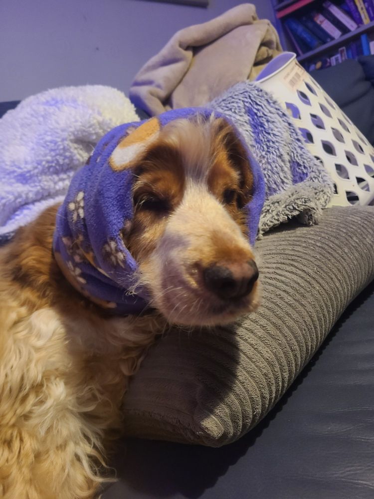 Dog facing camera with snood on