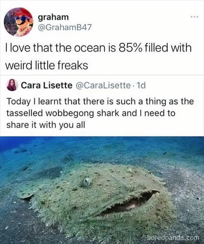A tweet from graham that says, "I love that the ocean is 85% filled with weird little freaks" in reference to a tweet by Cara Lisette that says, "Today I learnt that there is such a thing as the tasselled wobbegong shark and I need to share it with you all." Then there is a picture of a tasselled wobbegong shark.