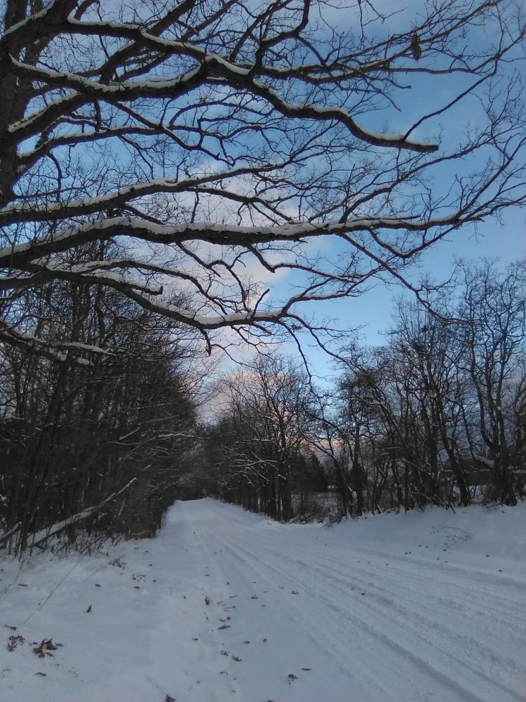 Looking East down the snow covered road & branches with bare trees beyond on either side and pastel sky above.