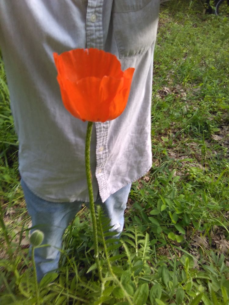 Comment image