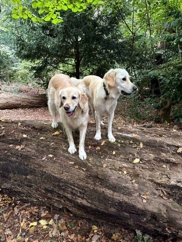 Two golden retrievers standing on a fallen tree trunk.