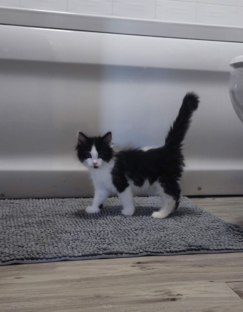 Black and white kitten with a fluffy little tail exploring the bathroom