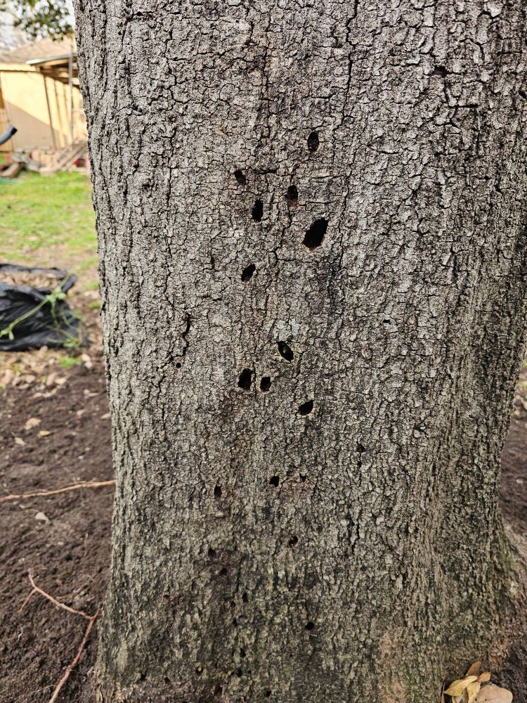 Picture of an oak in my yard with funky looking irregular holes.