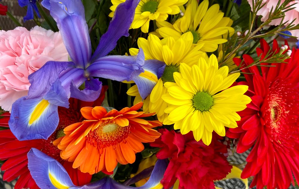 Beautiful photo showing flowers of different colors creating a rainbow of blooms. 