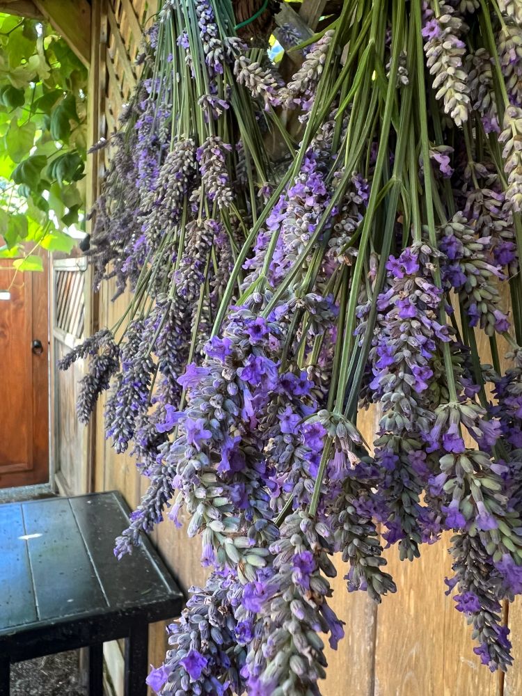 Bundles of home-harvested Provence lavender hang upside down from a shady fence trellis to dry.