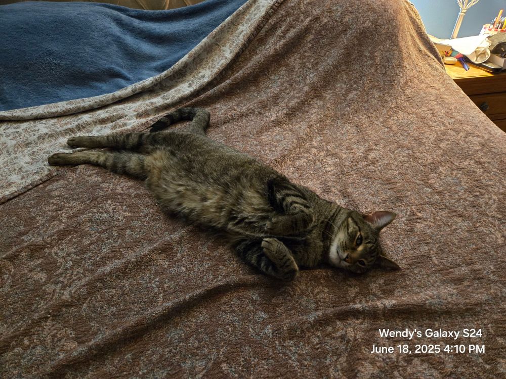 He is now on top of the covers. He is stretched out. His front paws are curled very cutely. 