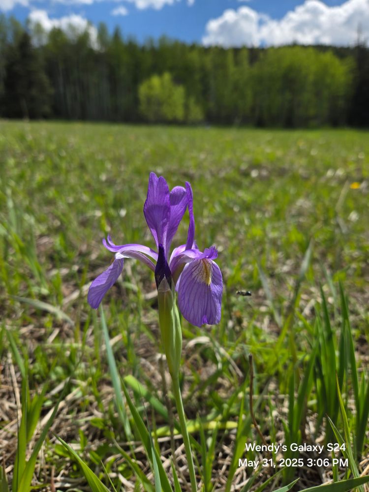 A purple wild iris in a high alpine field, 8500' altitude