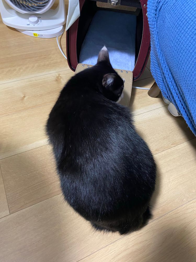 知らないお家を探検する黒白猫のイスケ