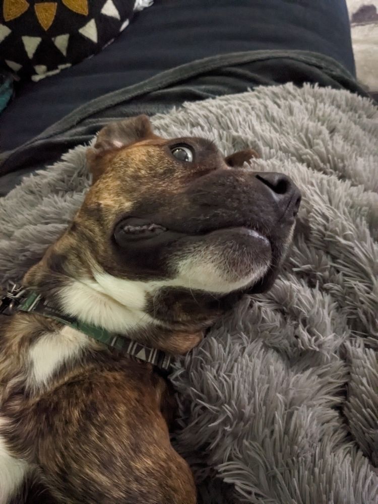 Keller, a large brindle dog, lies on his back on a fuzzy grey blanket. His head is tilted and back and only one of his eyes is looking at the camera, so he looks like a real dork.