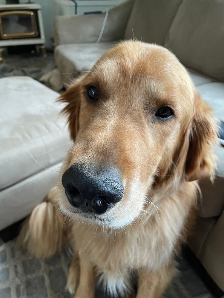 A golden retriever sitting. 