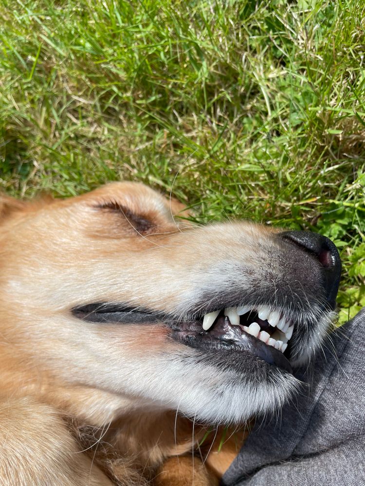 A golden retriever lying in the grass. 