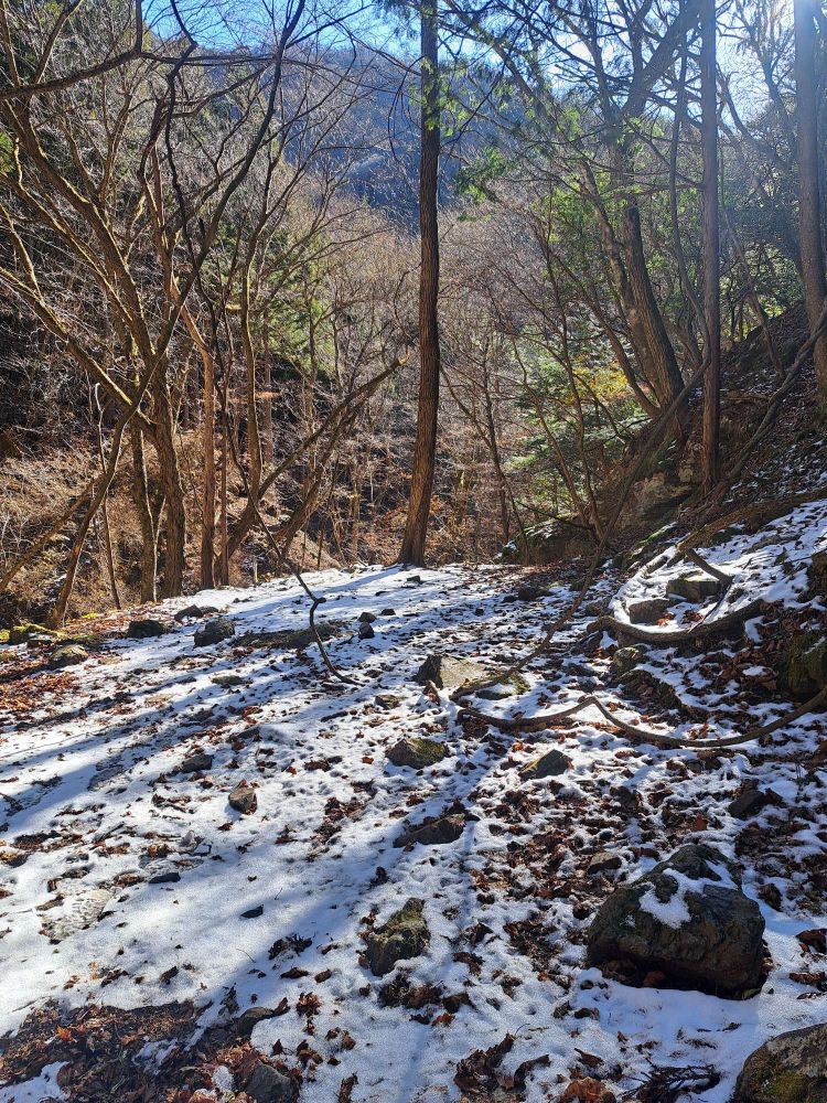 山の中の写真。地面がうっすら白い雪におおわれている。木々の間から日光が差し込んで、雪の白さを輝かせてる。
