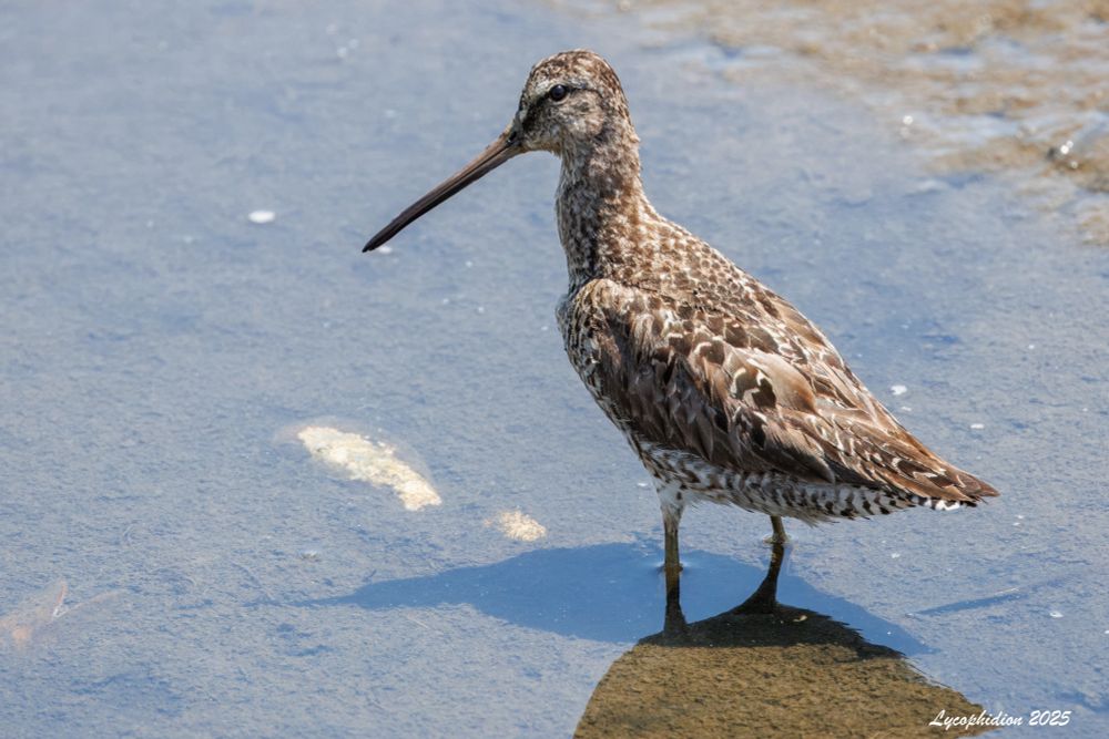 Short-billed Dowitcher standing erect in shallow water.