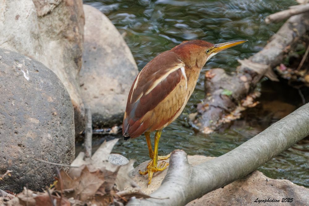 Least Bittern, an American Robin-sized heron standing on a log athwart a stream. A red-brown upper surface with white lines and darker coverts, and a lighter, buffy under-surface, a dark cap, orange-yellow legs and a black and a long, dagger-like orange-yellow bill.