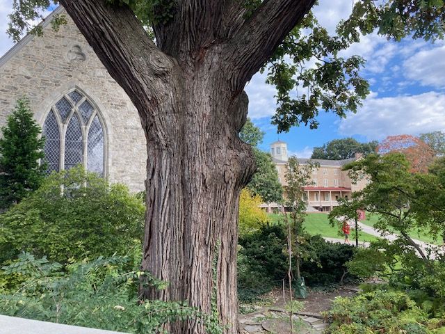 A picture of a large tree with Haverford College's library on the left and Founders building on the right.