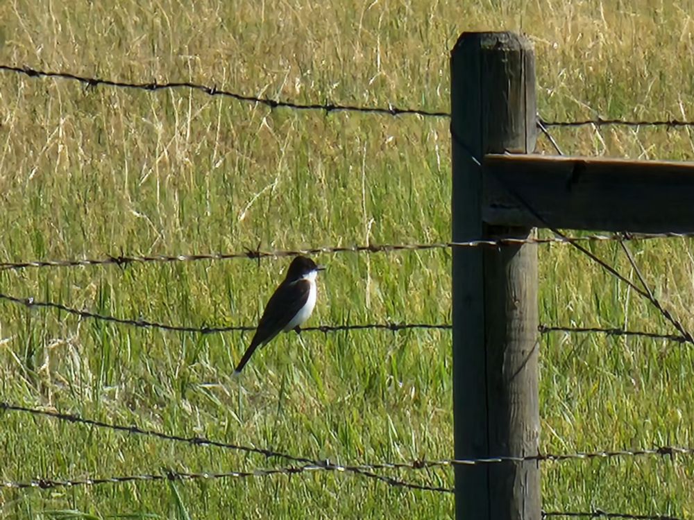 Tree Swallow on barbed wire fence 