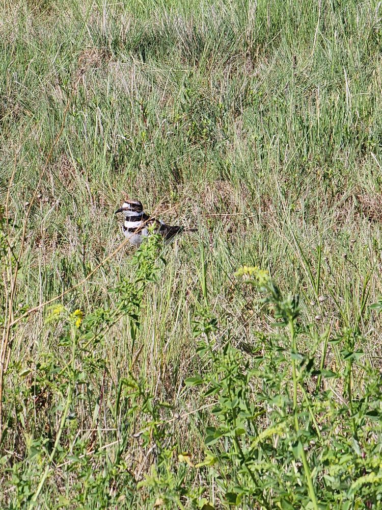Killdeer on nest 