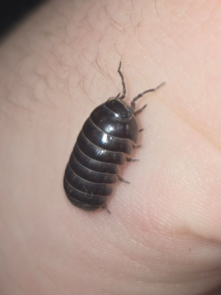 A. vulgare isopod on my hand :3