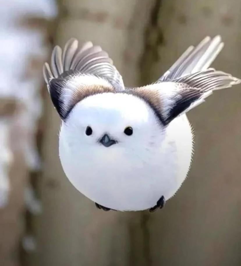 Fliegender fluffiger Vogel (Schwanzmeise) 