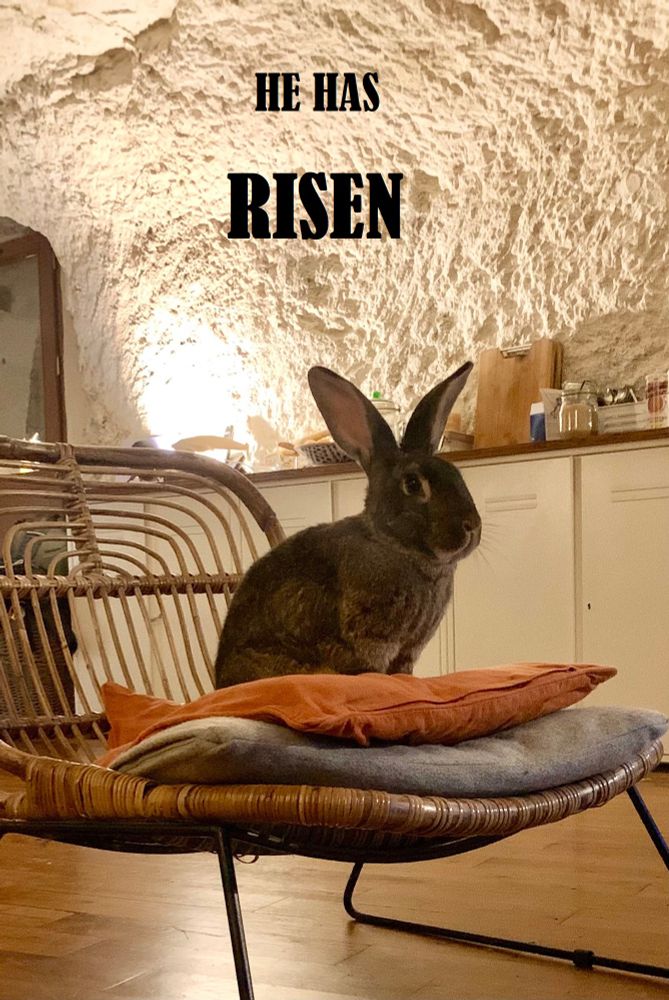 Photo de Thorti sur une chaise, majestueux, avec le texte "HE HAS RISEN"