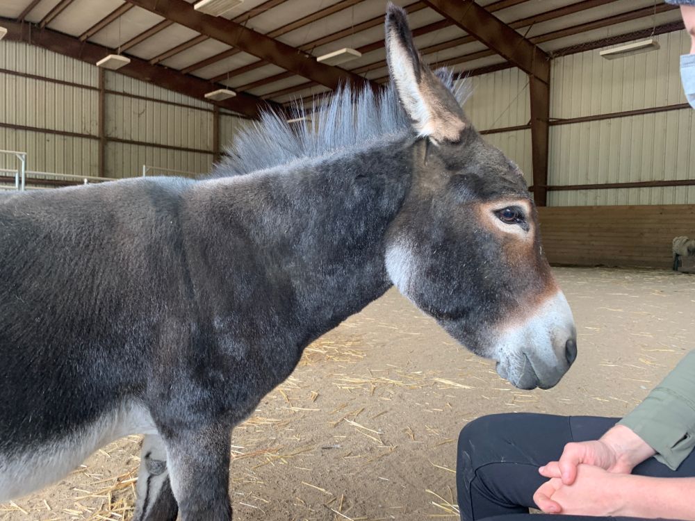 A bay mini donkey mare nosing up to one of the equine handlers, who is sitting down and mostly off camera. They are in an indoor paddock. The mini donkey isn’t even as tall as the shoulder of the person sitting down. 