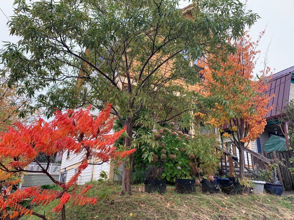 Zoomed out a bit to show more of the front yard of my house, with the dazzling Scarlet Sumac, a flowering Chitalpa tree, a large Hydrangea bush with spent blossoms turning fallow, and a Ruby Ironwood tree, which is also a vibrant reddish orange, though it looks pale compared to the sumac. Some black fabric garden pots hold some other plants, and it shows the scale of my yard, which is barely bigger than the house footprint itself. Two flights of stairs climb the steep slope to the front porch. 