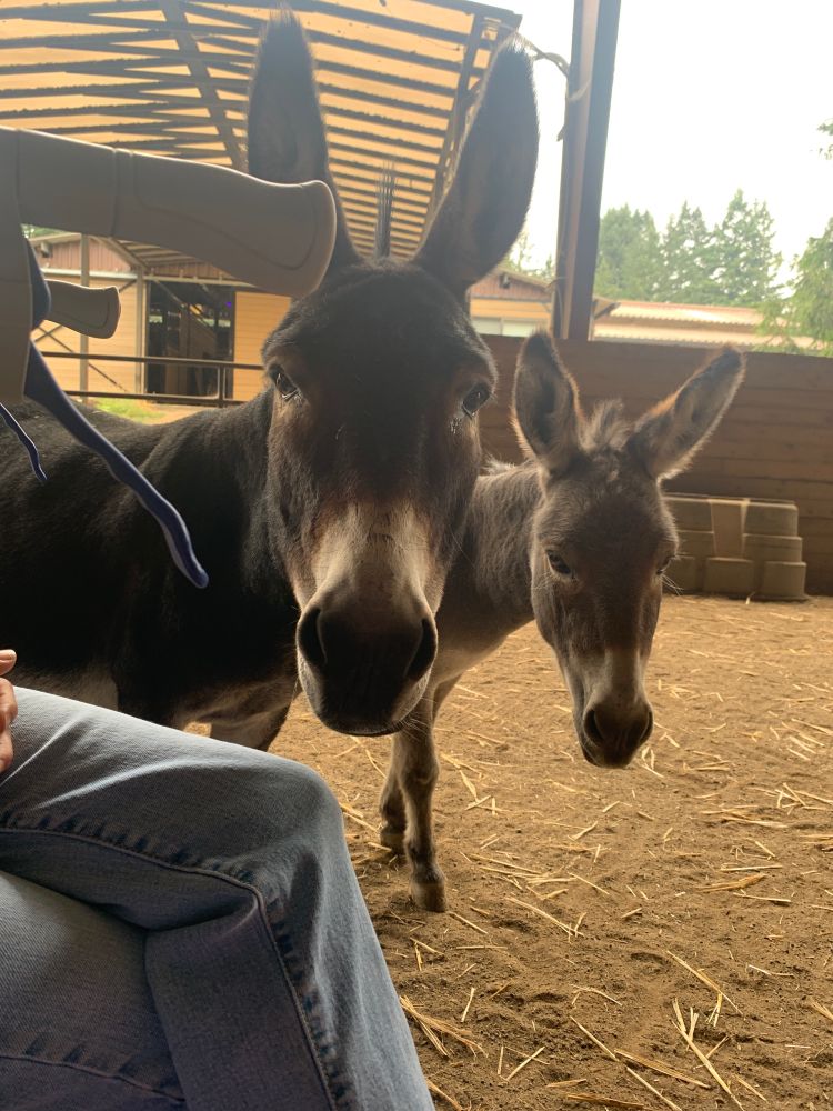 The two mini donkeys checking out my walker, where another therapist is seated, again with her mostly off camera. Both mini donkeys are looking to camera and are side by side. The handles of my walker are above their eye level. Despite how tiny these mini donkeys are, their ears are long and gigantic same as any donkey. They are so freaking cute 