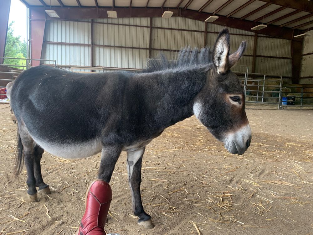 The same mini donkey bay mare but a view of her whole body from my cot. My red boot lines up with her leg in such a way it gives an optical illusion she is wearing it 