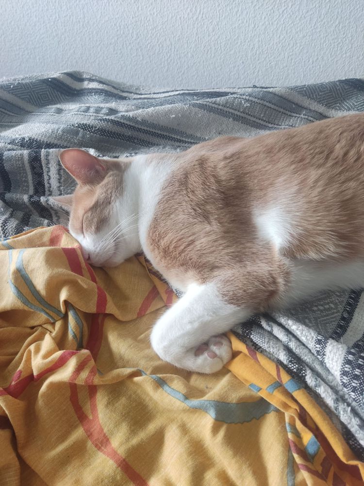 Aiuto, un gato naranja, durmiendo plácidamente sobre la cama