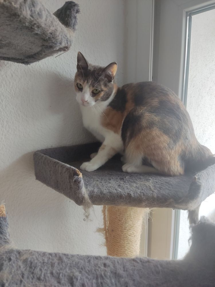 Fio, gata calicó de colores mates, está sentada en una plataforma del rascador