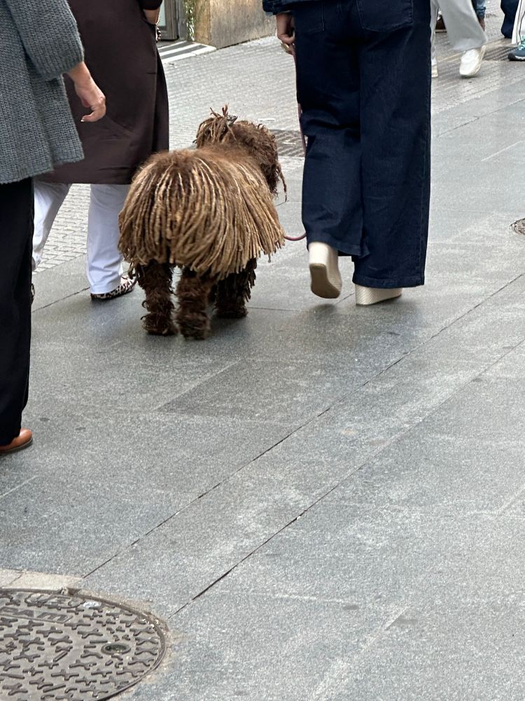 Perro con rastas o algo así.